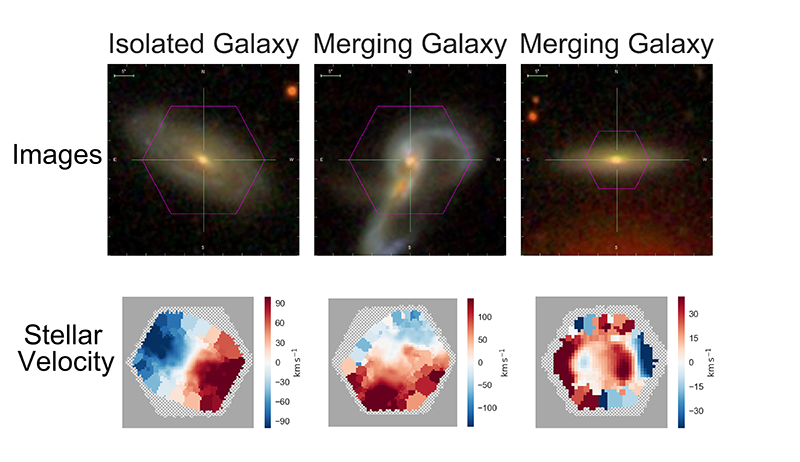 

Three galaxies observed by the SDSS MaNGA survey.

The top row shows the galaxies’ images, while the bottom row shows the velocity of the stars within the galaxies; red means the stars are moving away from us and blue means towards us.

The panel on the left shows an isolated spiral galaxy, not undergoing a merger. The middle panels show a spectacular pair of merging galaxies, obvious in both the image and the velocity map. The right panels show what appears in the image to be a single galaxy – but the velocity map reveals that it is actually a galaxy that has just merged. This is evident in the disturbed (counter-rotating) features in the velocity map. This example demonstrates the power of the team’s new method, which will identify merging galaxies using both imaging and kinematics.

<strong>Image credit:</strong> Rebecca Nevin (University of Colorado Boulder) and the SDSS collaboration
